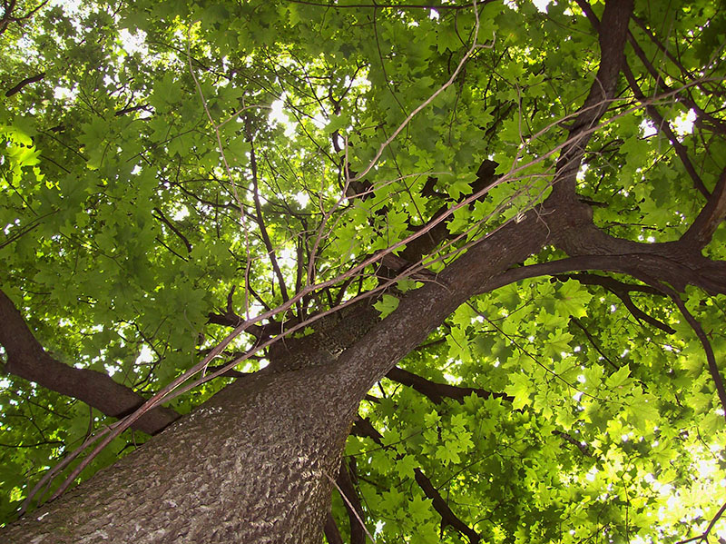 Image of Acer platanoides specimen.