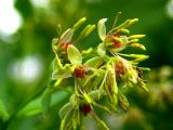 Thalictrum simplex