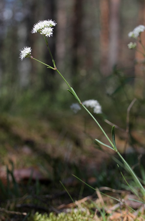 Изображение особи Gypsophila fastigiata.