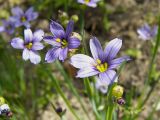 Sisyrinchium septentrionale