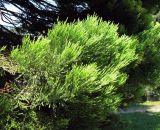 Sequoiadendron giganteum. Ветви в нижней части кроны. Австрия, Вена, Дворцовый парк Бурггартен. 17.06.2012.