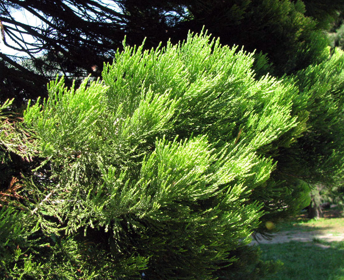 Изображение особи Sequoiadendron giganteum.