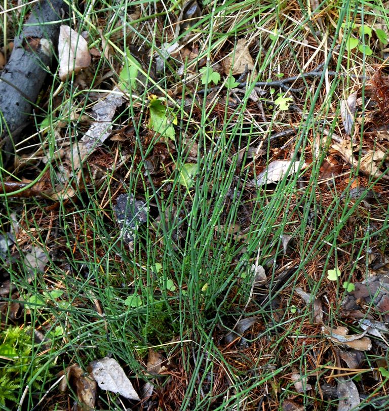 Image of Equisetum scirpoides specimen.