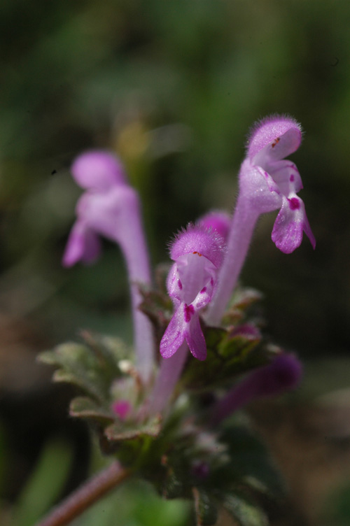 Image of Lamium amplexicaule specimen.