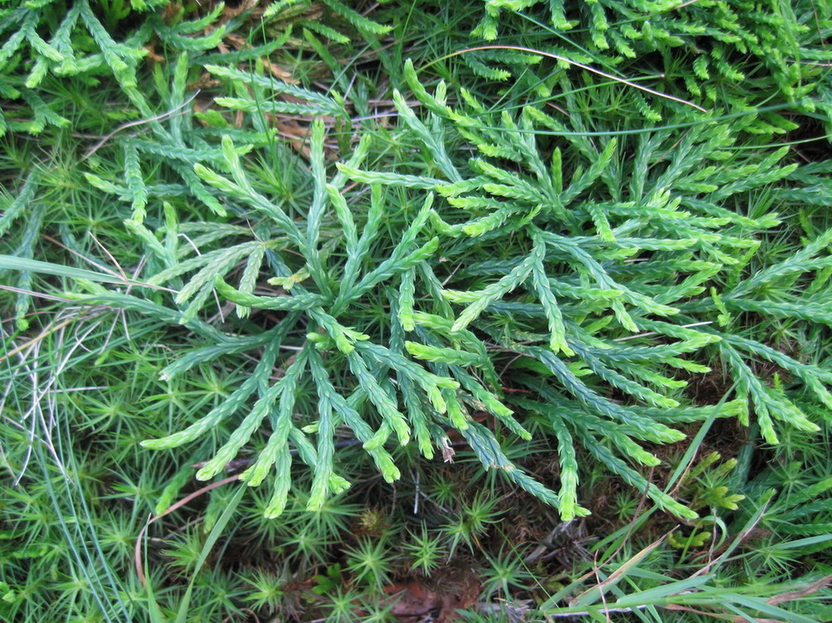 Image of Diphasiastrum × issleri specimen.