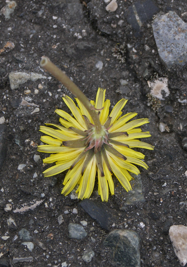 Изображение особи Taraxacum confusum.