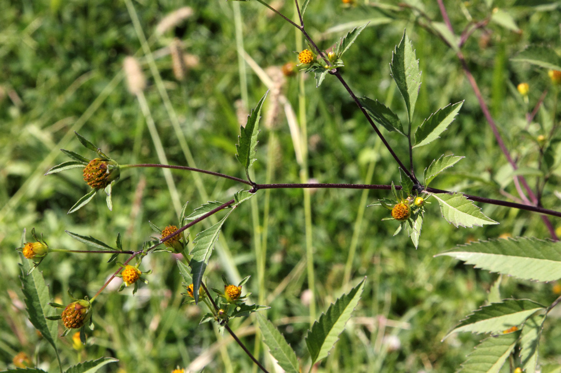 Image of Bidens frondosa specimen.