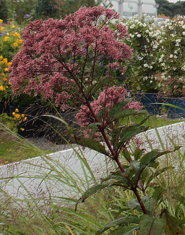 Image of Eupatorium purpureum specimen.