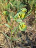 Euphorbia leptocaula