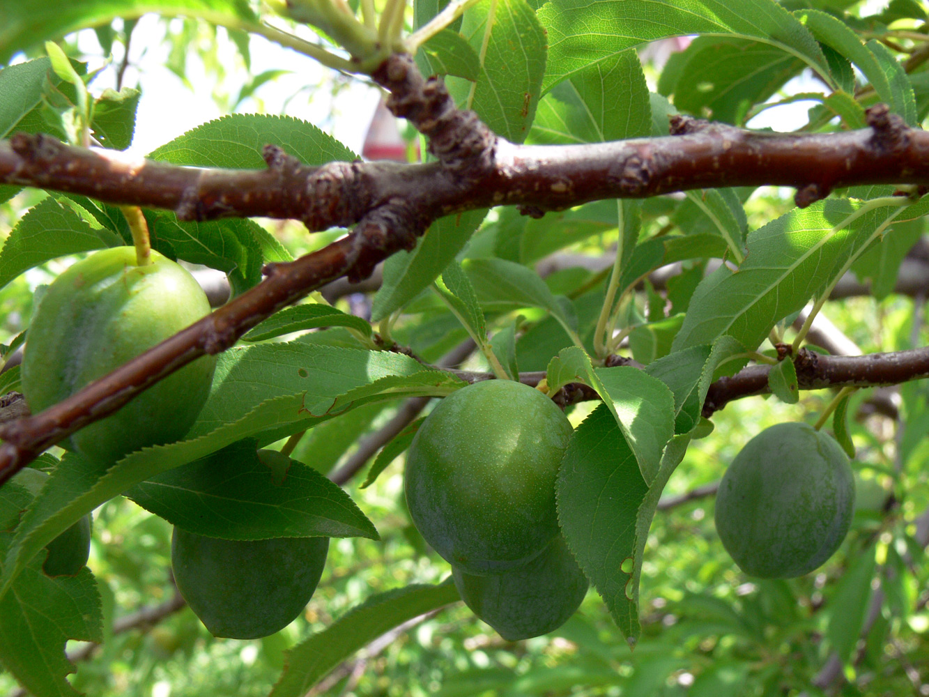 Image of Prunus domestica ssp. italica specimen.