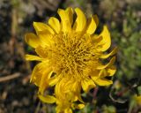 Grindelia squarrosa. Соцветие. Саратовская обл., Энгельсский р-н, на железнодорожной насыпи. 14 октября 2012 г.