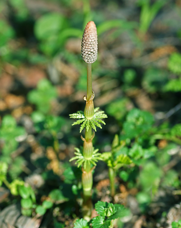 Изображение особи Equisetum sylvaticum.