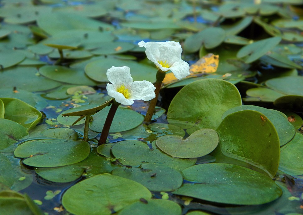 Image of Hydrocharis morsus-ranae specimen.