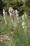 Asphodeline taurica