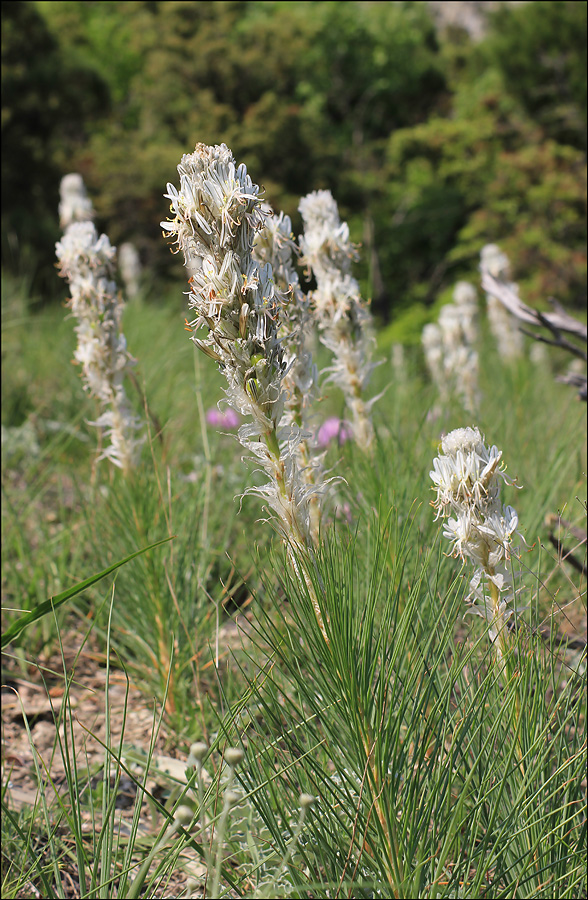 Image of Asphodeline taurica specimen.