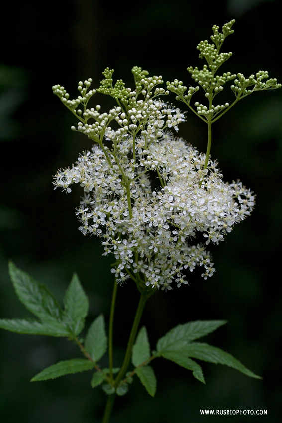 Image of Filipendula ulmaria specimen.