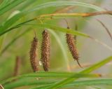 Carex cryptocarpa. Верхушка плодоносящего растения. Приморье, Сихотэ-Алинь, устье р. Джигитовка. 04.08.2012.
