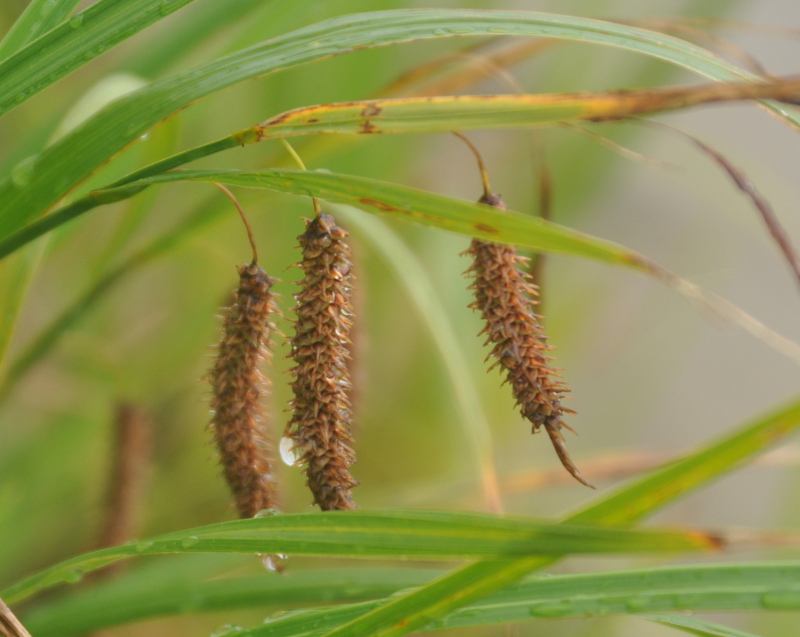 Image of Carex cryptocarpa specimen.