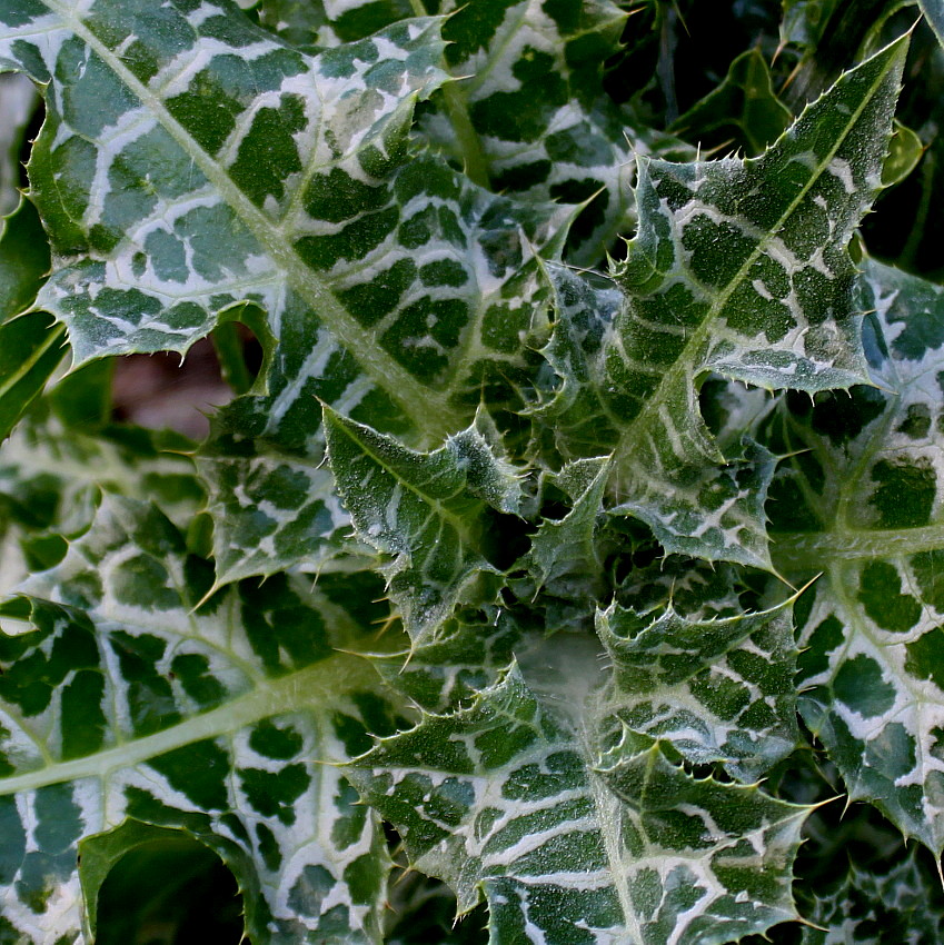 Image of Silybum marianum specimen.