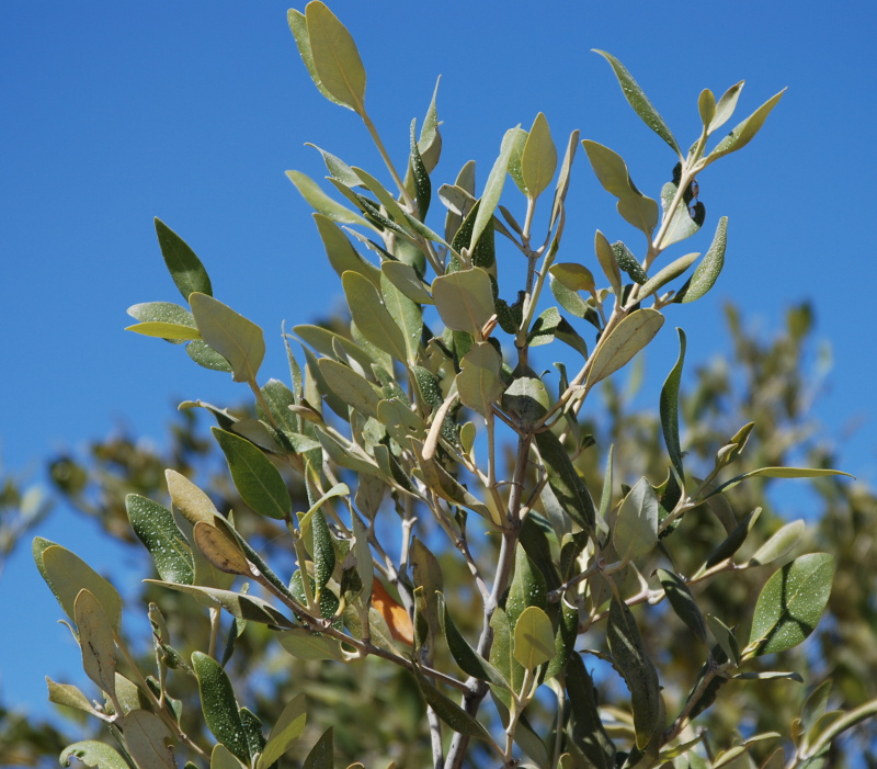 Image of Avicennia marina specimen.