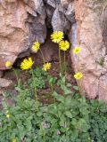 Doronicum turkestanicum