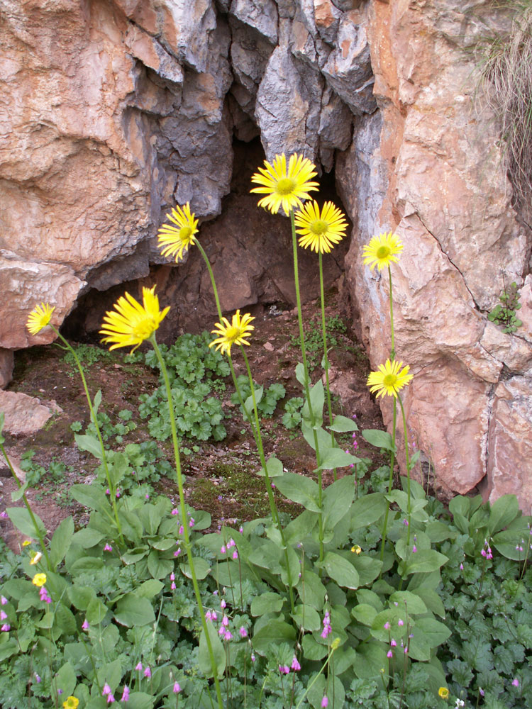 Изображение особи Doronicum turkestanicum.