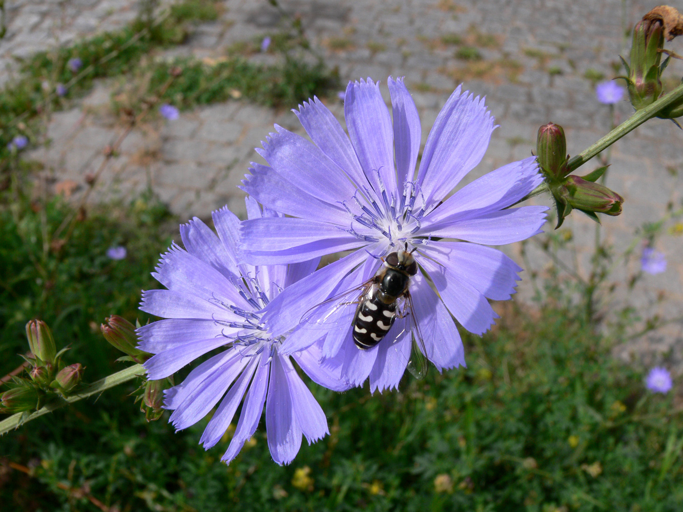 Изображение особи Cichorium intybus.