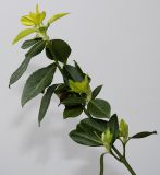 Euonymus fortunei. Веточка с развивающимися соцветиями. Германия, г. Кемпен, у прогулочной дорожки. 24.02.2013.