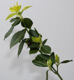 Euonymus fortunei