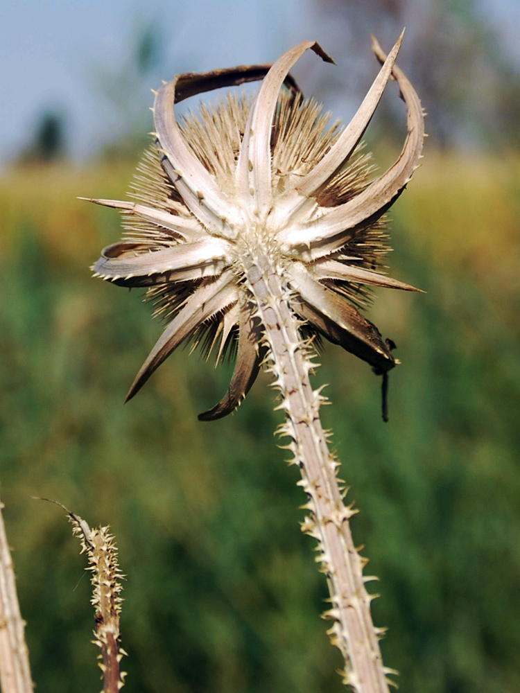 Image of Dipsacus laciniatus specimen.