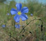 Linum austriacum