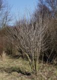 Viburnum opulus. Покоящееся взрослое растение. Германия, г. Кемпен, в городском саду. 05.03.2013.