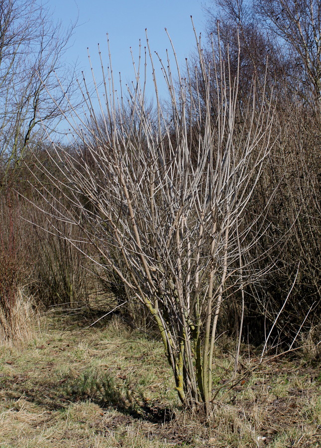 Изображение особи Viburnum opulus.