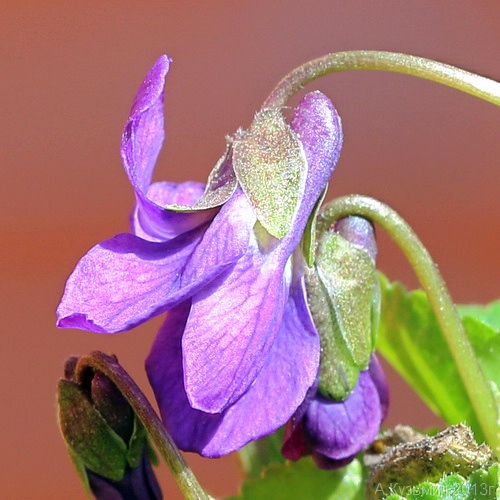 Изображение особи Viola &times; vindobonensis.