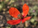 Papaver laevigatum