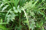 Angelica sylvestris