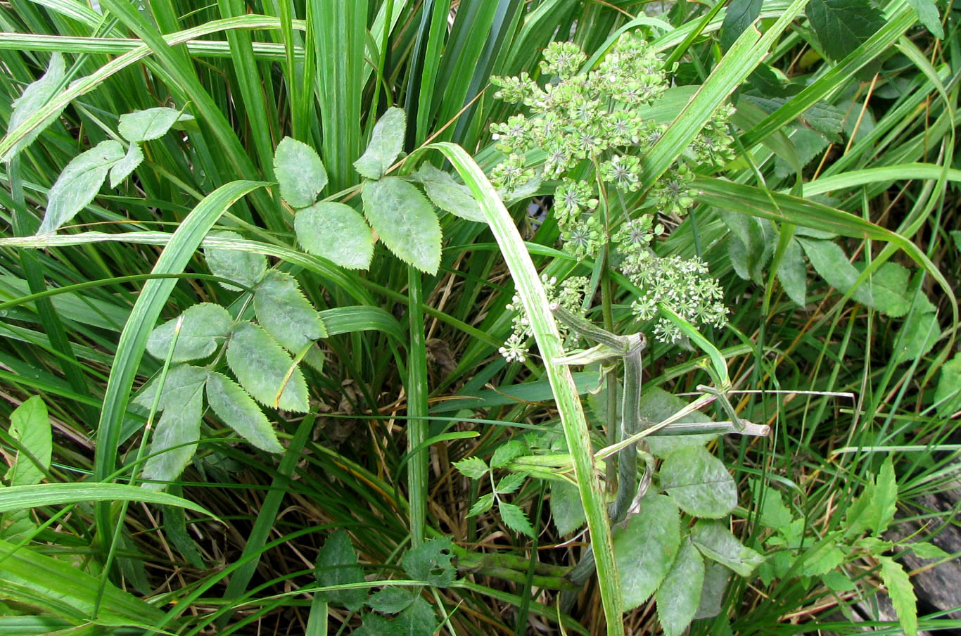 Изображение особи Angelica sylvestris.