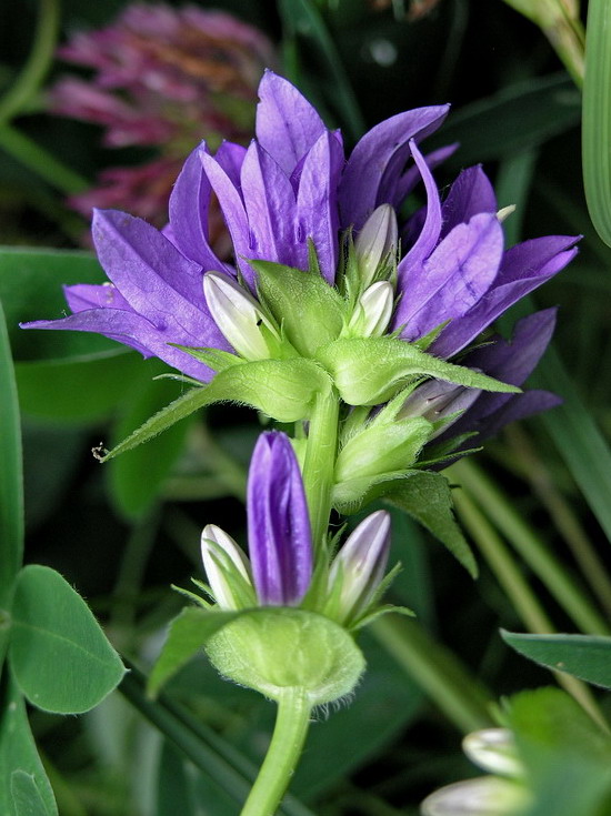 Image of Campanula glomerata specimen.