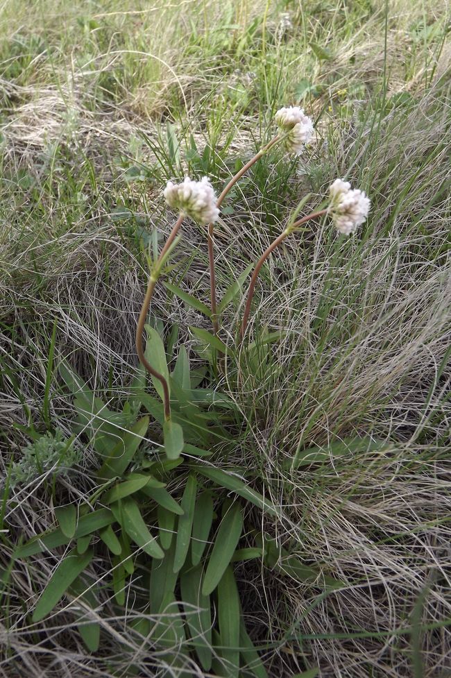 Изображение особи Valeriana tuberosa.