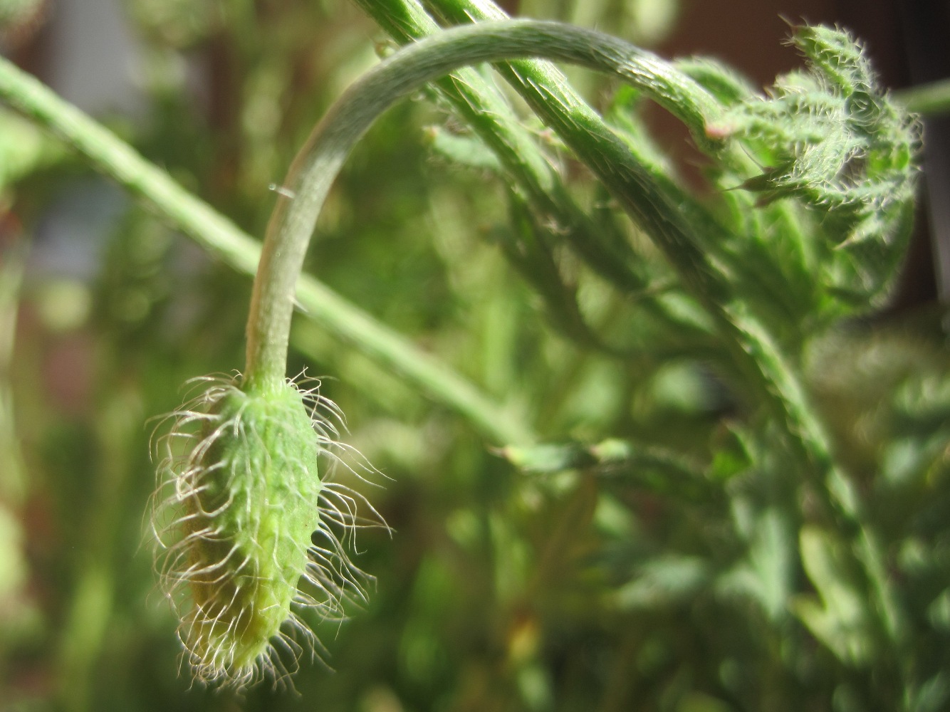 Image of Papaver arenarium specimen.