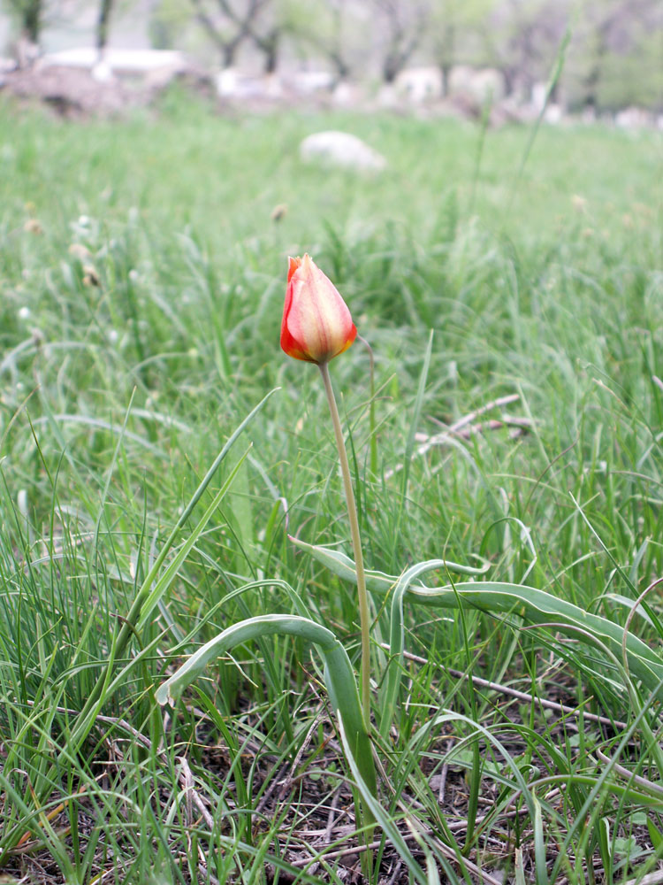 Изображение особи Tulipa ostrowskiana.