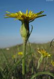 Scorzonera mollis