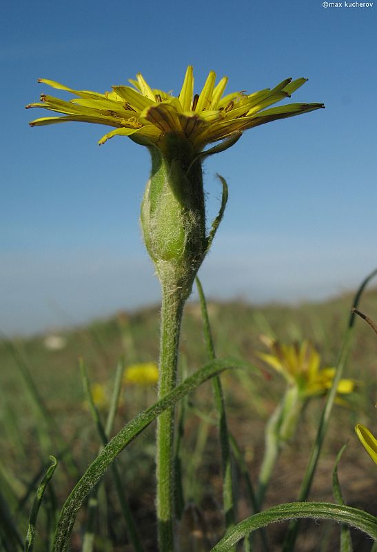 Изображение особи Scorzonera mollis.