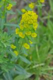 Euphorbia iberica. Верхушка цветущего растения. Армения, Вайоц Дзор, Нораванк, подножие лугового склона. 11.05.2013.