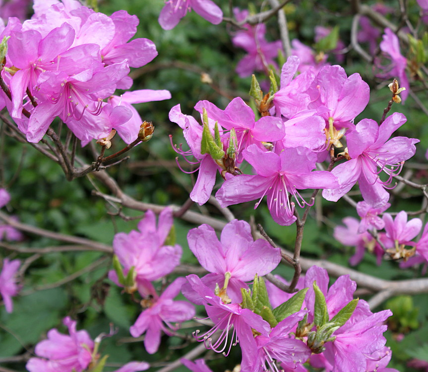 Изображение особи Rhododendron reticulatum.