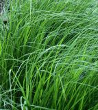 Achnatherum calamagrostis