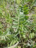 Oxytropis strobilacea