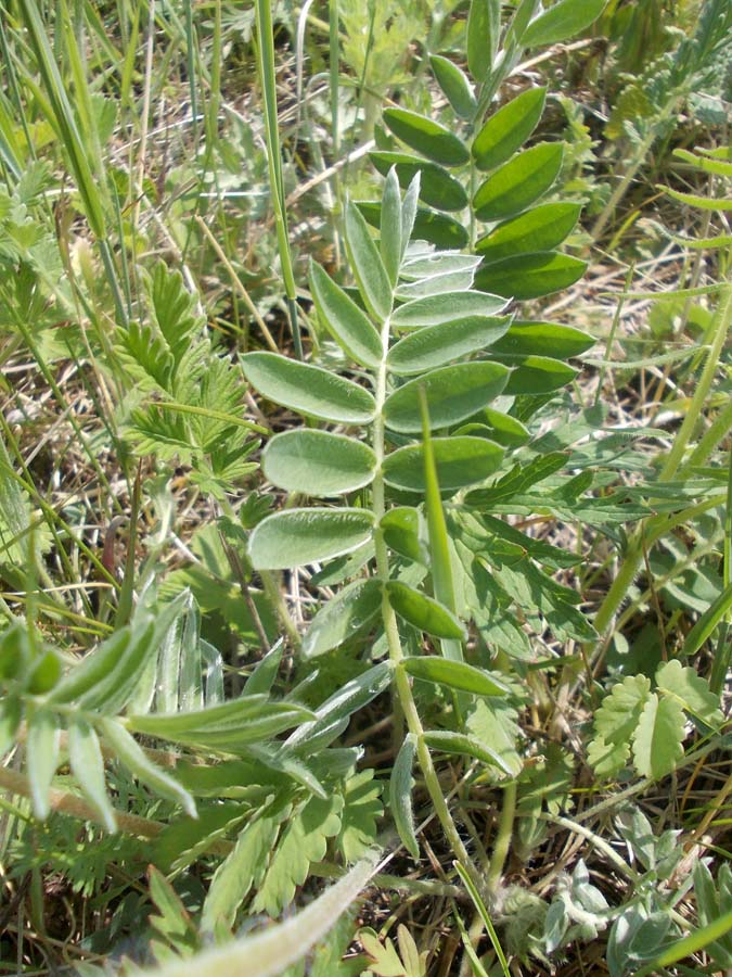 Image of Oxytropis strobilacea specimen.