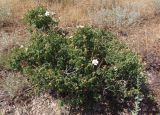 genus Rosa