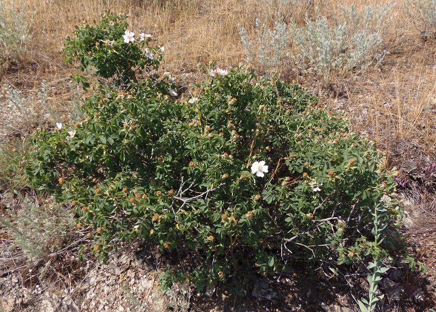 Image of genus Rosa specimen.